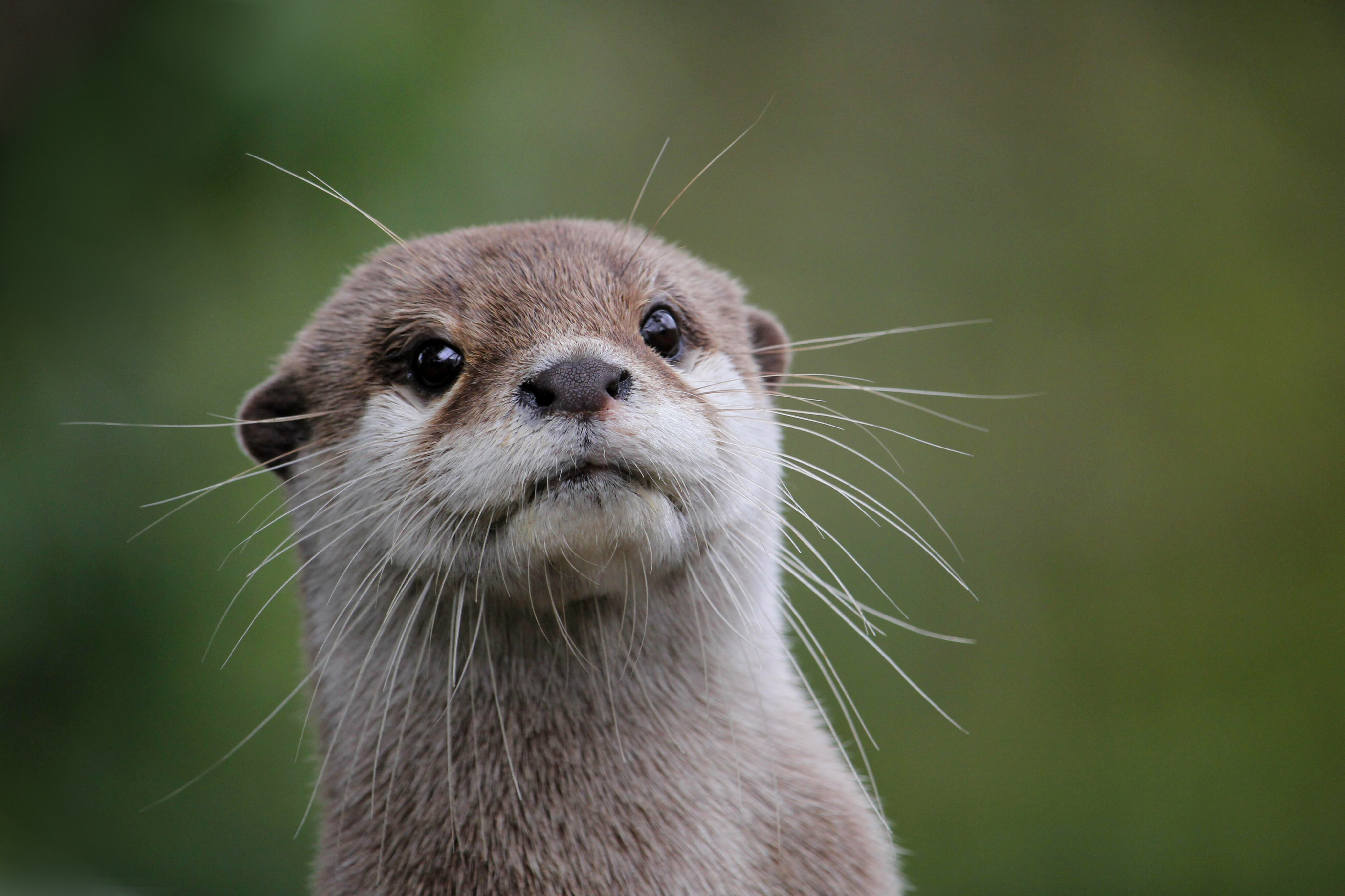 A photo of an otter looking at the camera